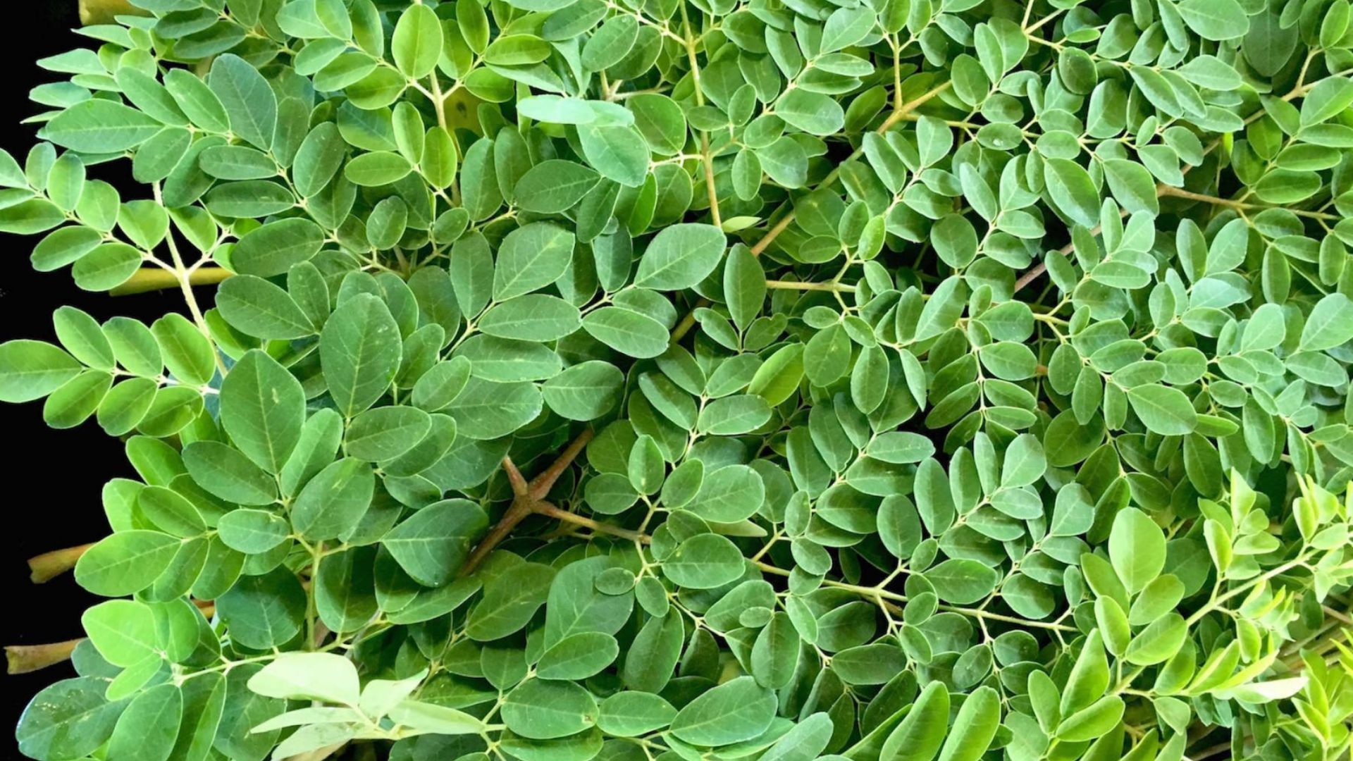 Cách làm cháo thịt gà chùm ngây